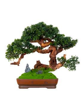 bonsai pokojowe